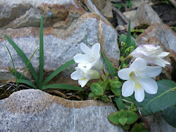 Freesia alba