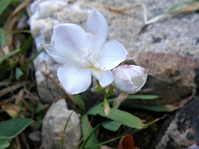 Freesia alba