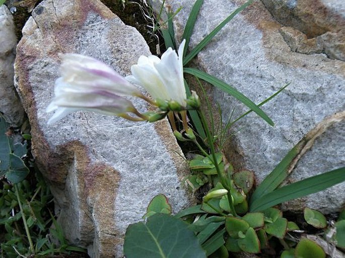 Freesia alba