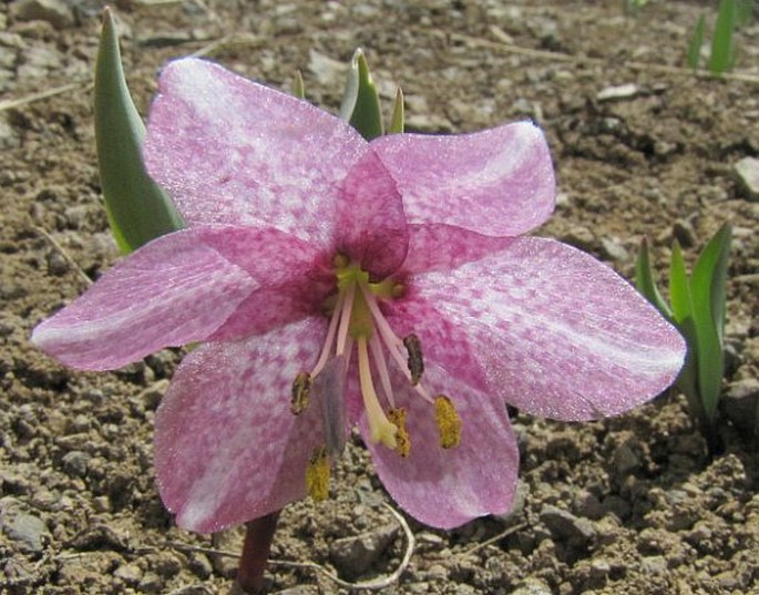 Fritillaria alburyana