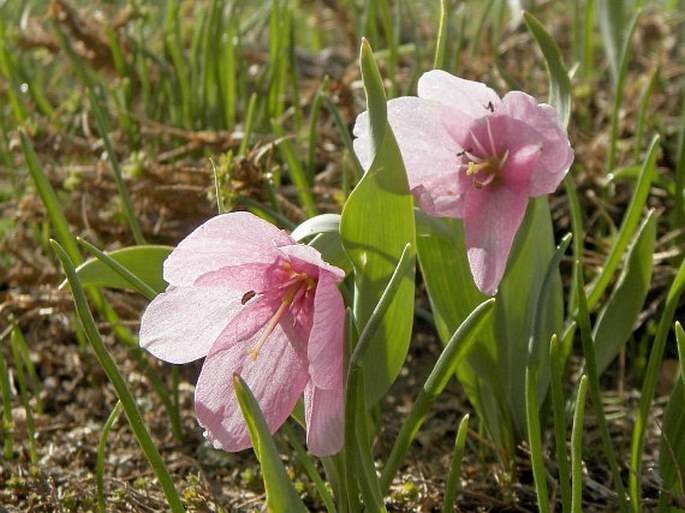 Fritillaria alburyana