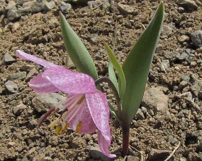 Fritillaria alburyana