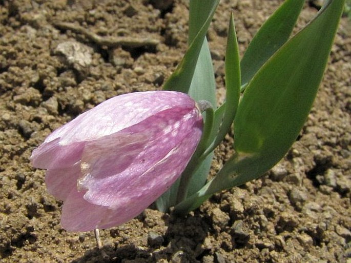 Fritillaria alburyana