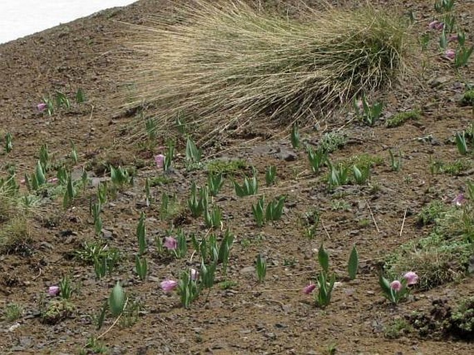 Fritillaria alburyana