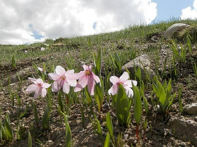 Fritillaria alburyana