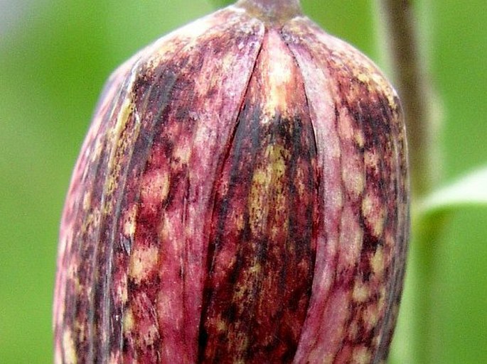 Fritillaria montana