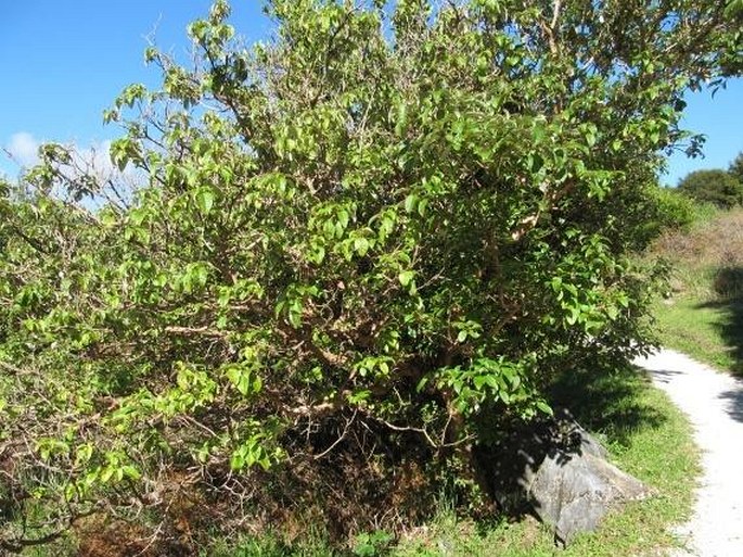 Fuchsia excorticata