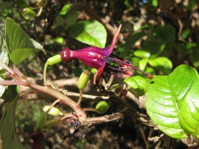 Fuchsia excorticata