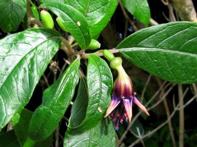 Fuchsia excorticata