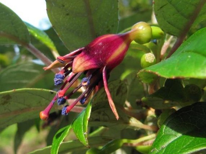 Fuchsia excorticata