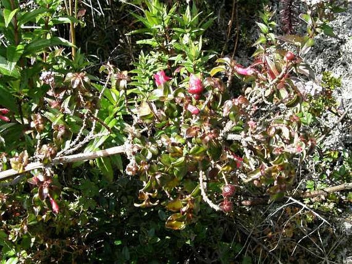 Fuchsia microphylla