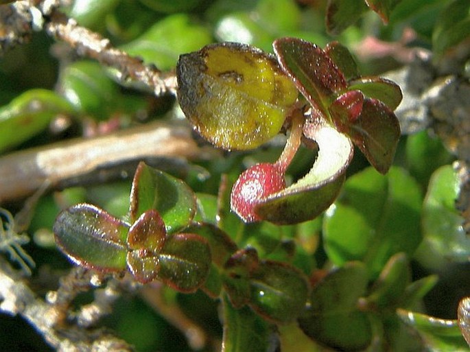 Fuchsia microphylla