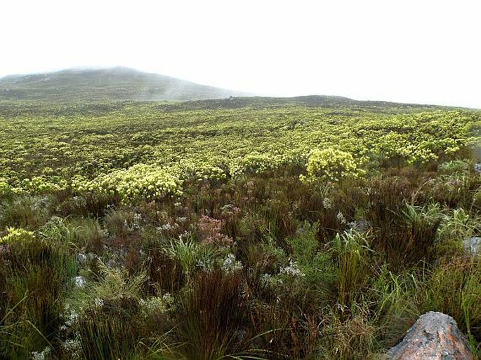 Co je to fynbos?