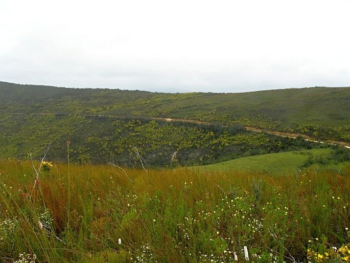 Fynbos