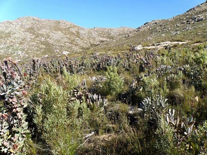 Fynbos