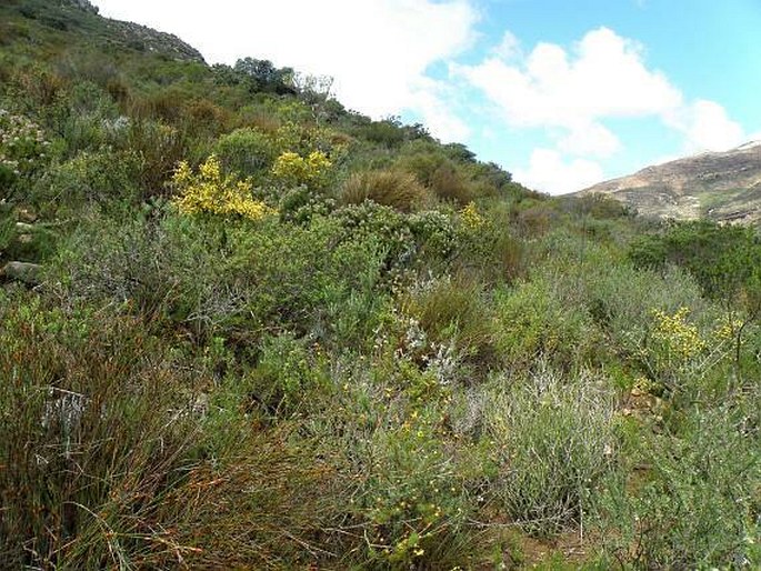 Fynbos