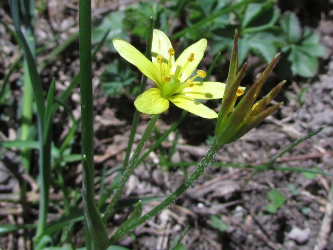 GAGEA LIOTARDII (Sternb.) Schult. et Schult. f. –  křivatec / krivec