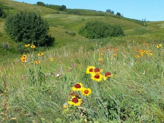 Gaillardia aristata