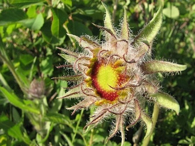 Gaillardia aristata