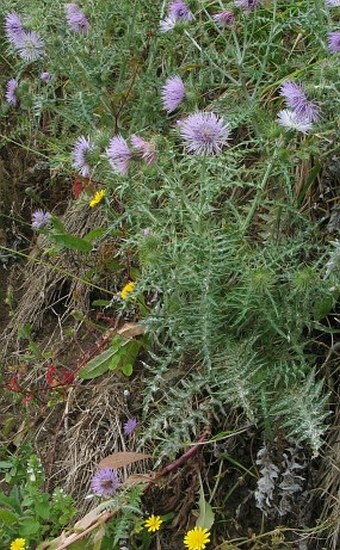 Galactites tomentosus