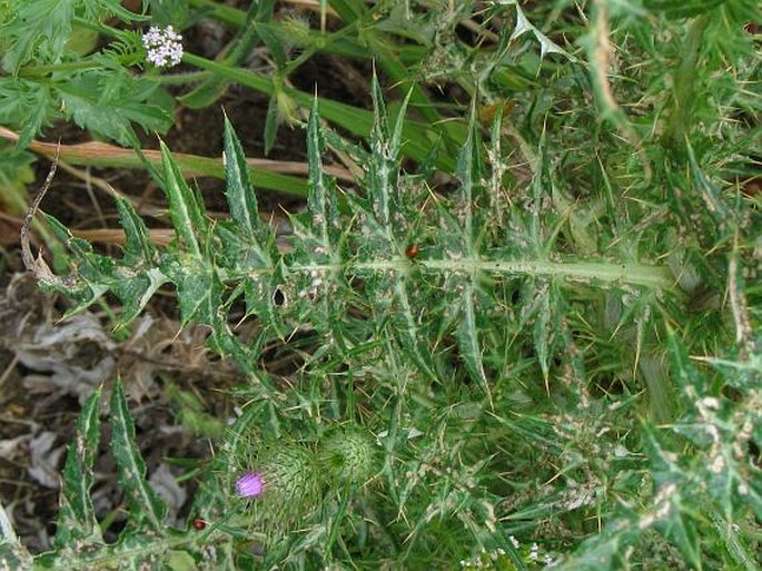 Galactites tomentosus