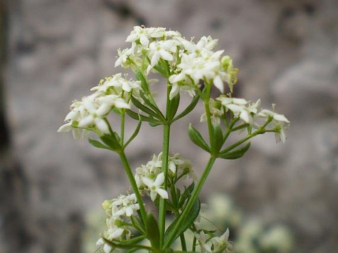 Galium anisophyllon