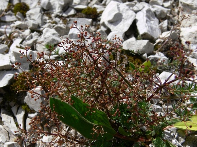 Galium anisophyllon