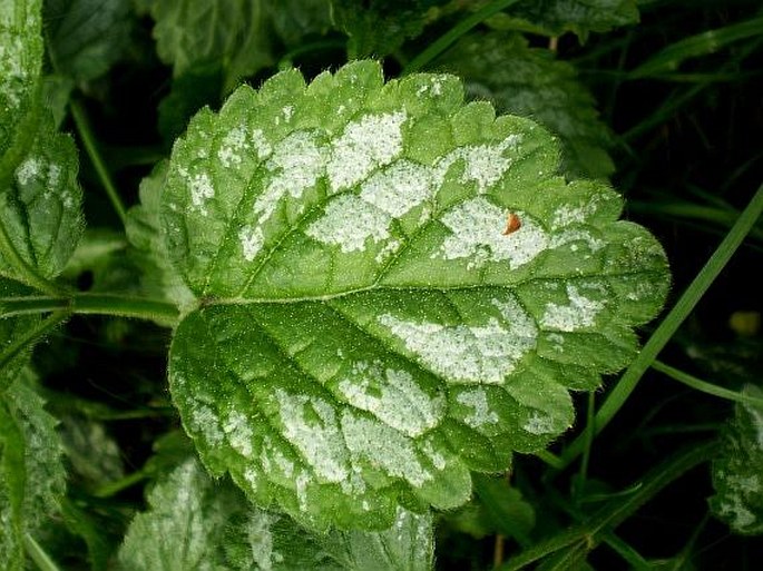 Galeobdolon argentatum