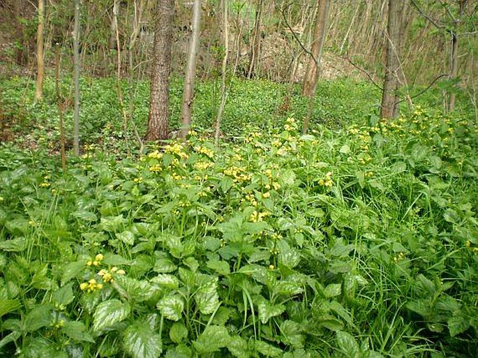 Galeobdolon argentatum