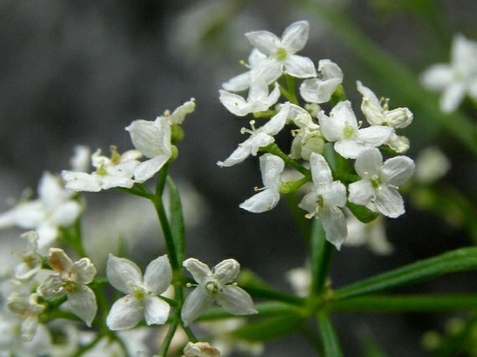 Galium austriacum