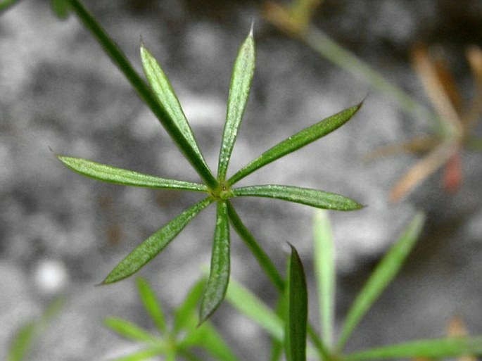 Galium austriacum