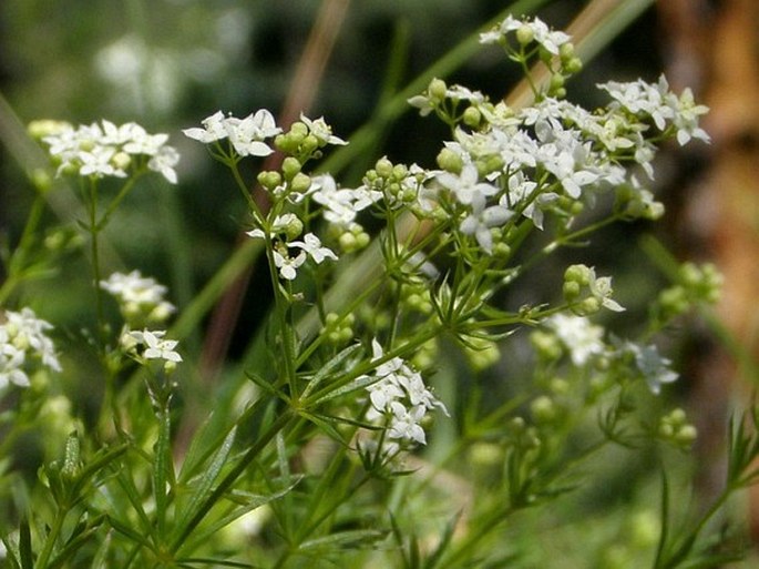 Galium austriacum