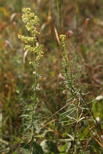Galium × pomeranicum