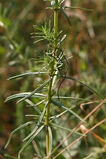 Galium × pomeranicum