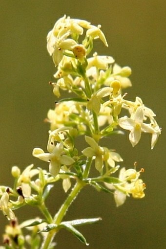 Galium × pomeranicum