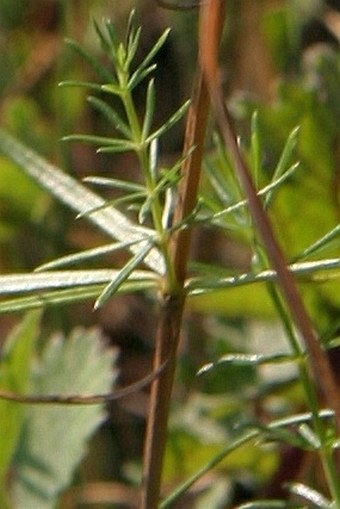 Galium × pomeranicum