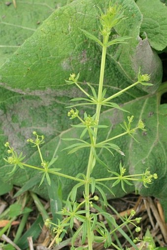 Galium spurium