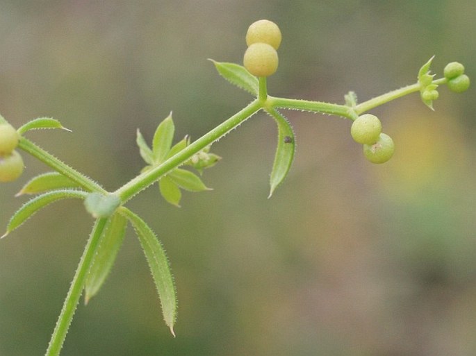 Galium spurium