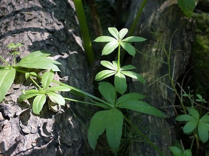 Galium triflorum