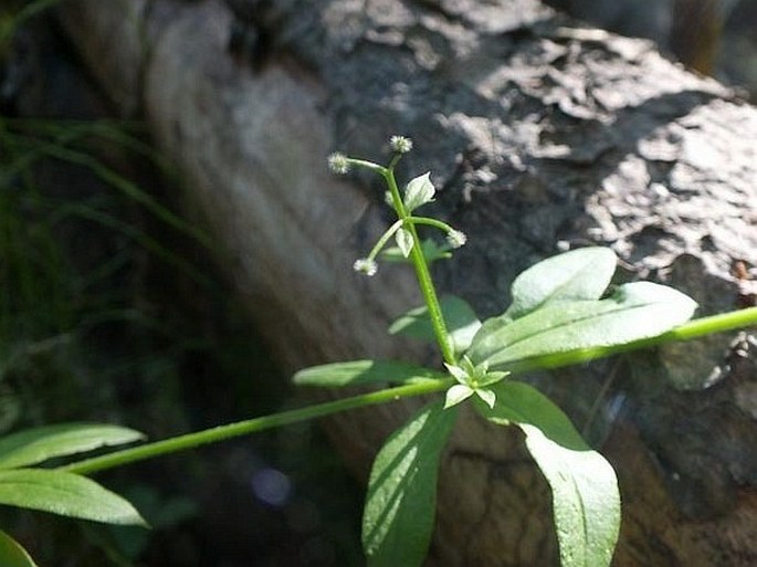 Galium triflorum