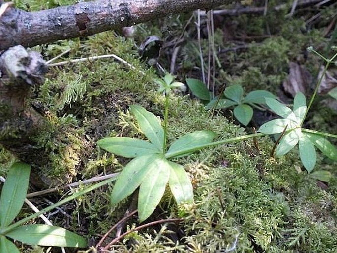 Galium triflorum