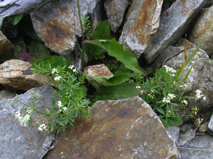 Galium sudeticum