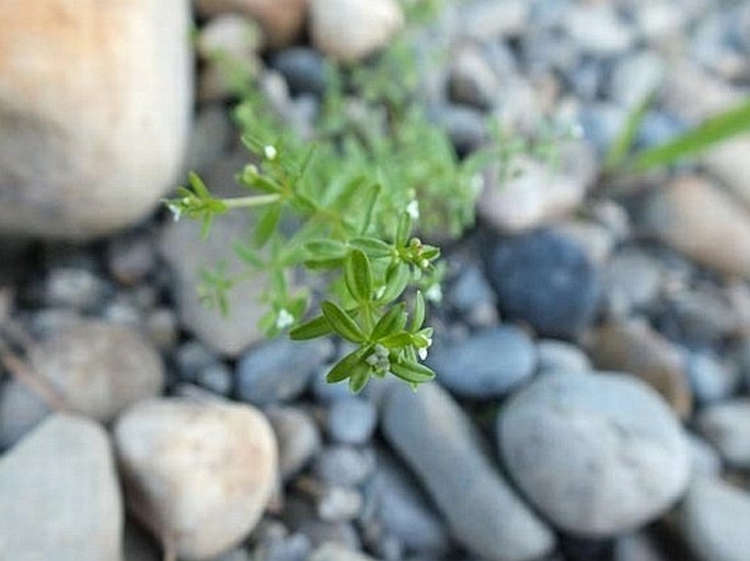 Galium trifidum