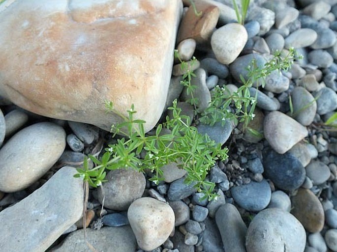 Galium trifidum