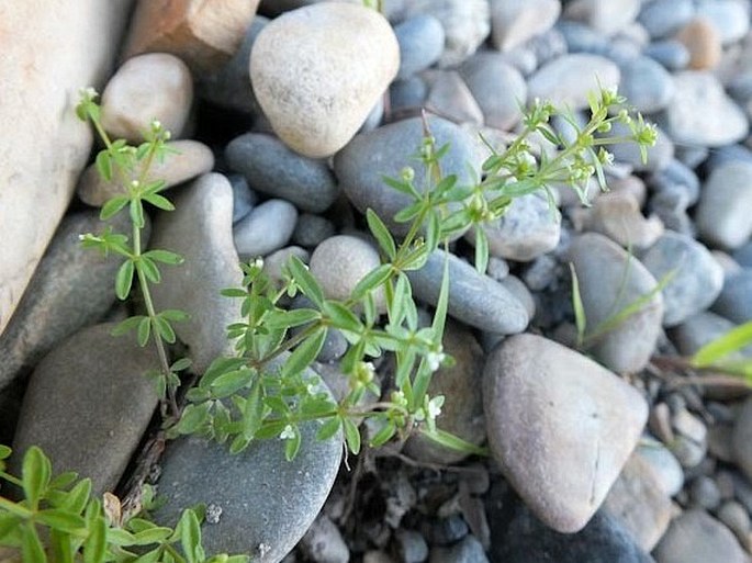 Galium trifidum