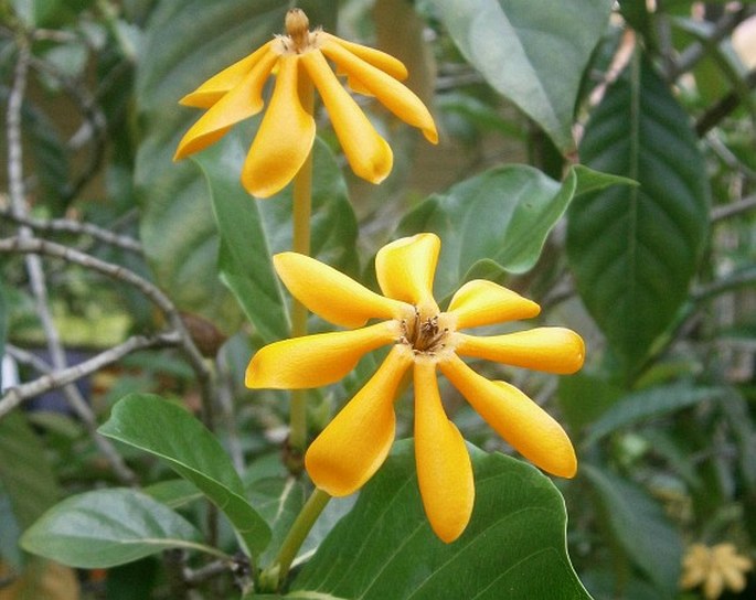 GARDENIA CARINATA Wall. ex Roxb. - gardénie