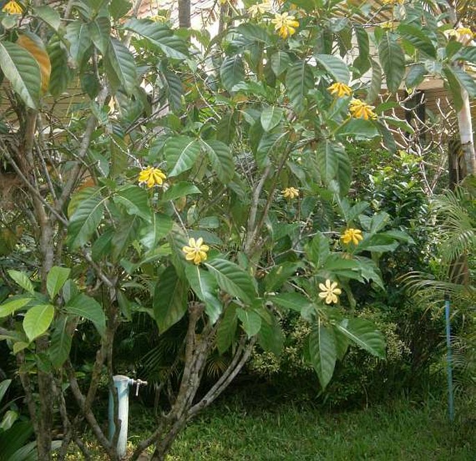 Gardenia carinata