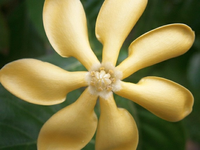 Gardenia carinata