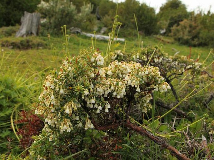 Gaultheria mucronata