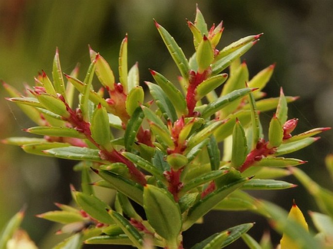 Gaultheria mucronata